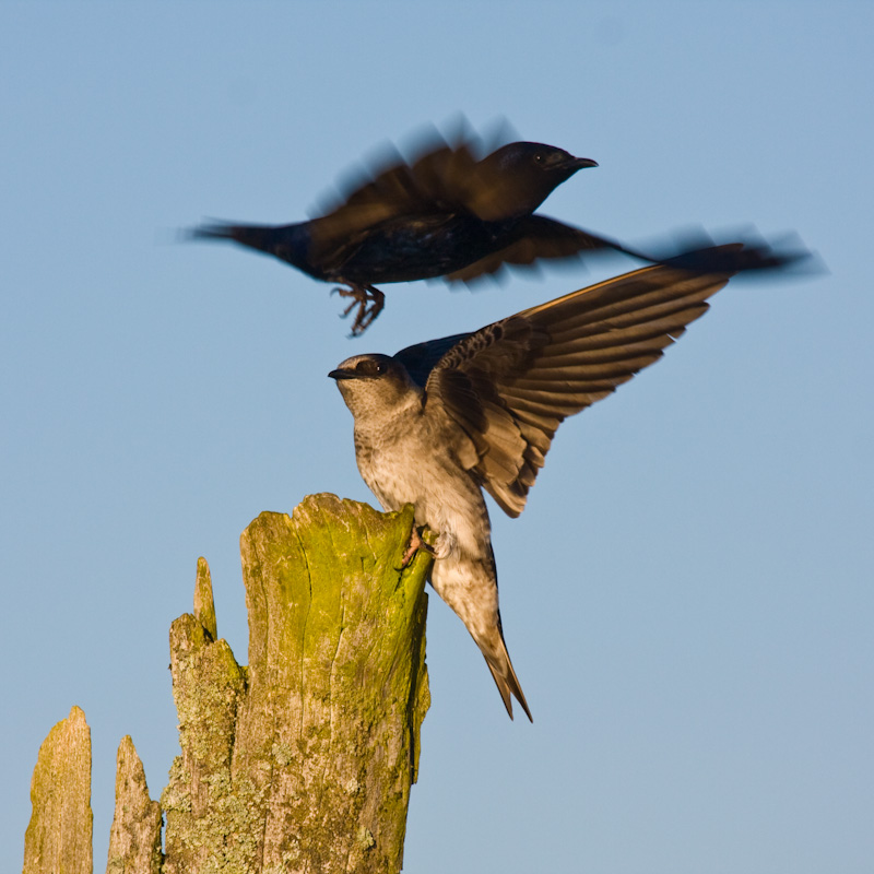 Purple Martins